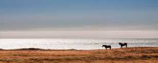 Horses on the Lost Coast-9356.jpg Horses on the Lost Coast-9356.jpg
